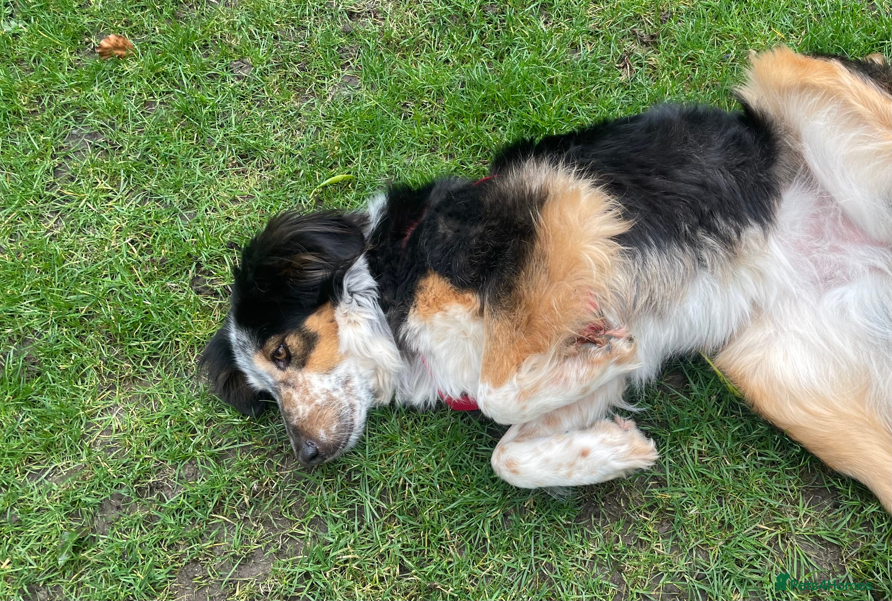 Mixed Breed dogs IRIS, a gentle dog of quiet nature - Advert 5