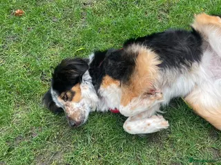 Mixed Breed dogs IRIS, a gentle dog of quiet nature - Advert 5