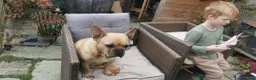 French Bulldog dogs for sale: Frenchbulldog Puppies - Advert 9