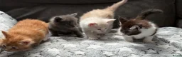 Maine Coon cats for sale: Xl Maine coon kittens health tested parents Tica R - Advert 6
