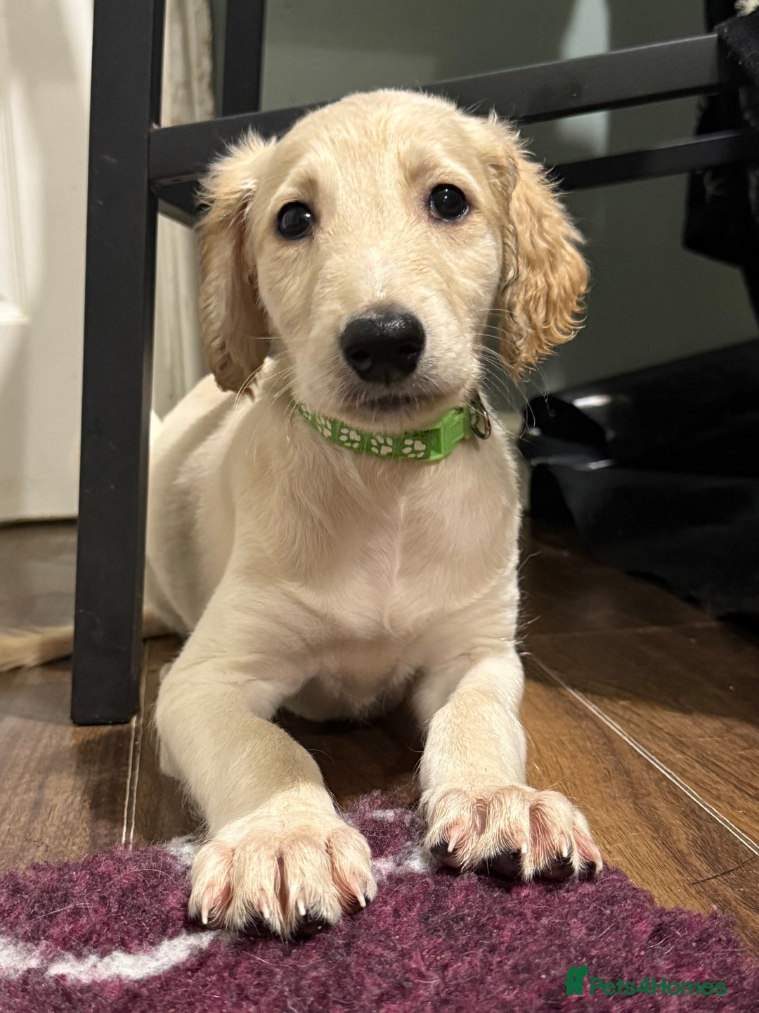 Saluki dogs for sale: Saluki  - Image 19