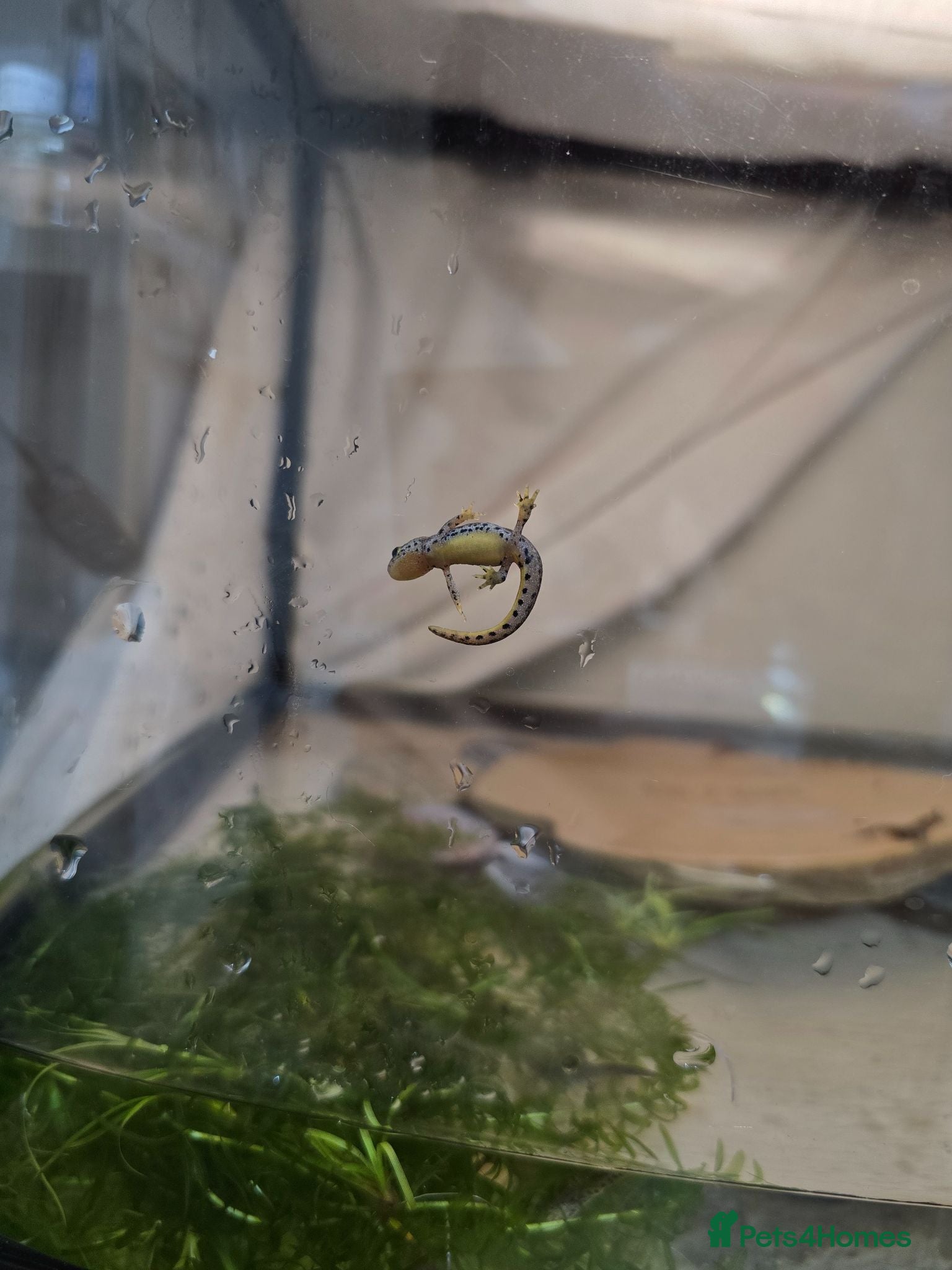 Tarantulas invertebrates ☆☆☆tarantulas & italian alpine newts.. - Advert 20