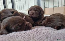 Labrador Retriever dogs for sale: Bundle of Chocolate Joy- Labrador Retrive Puppies - Image 15