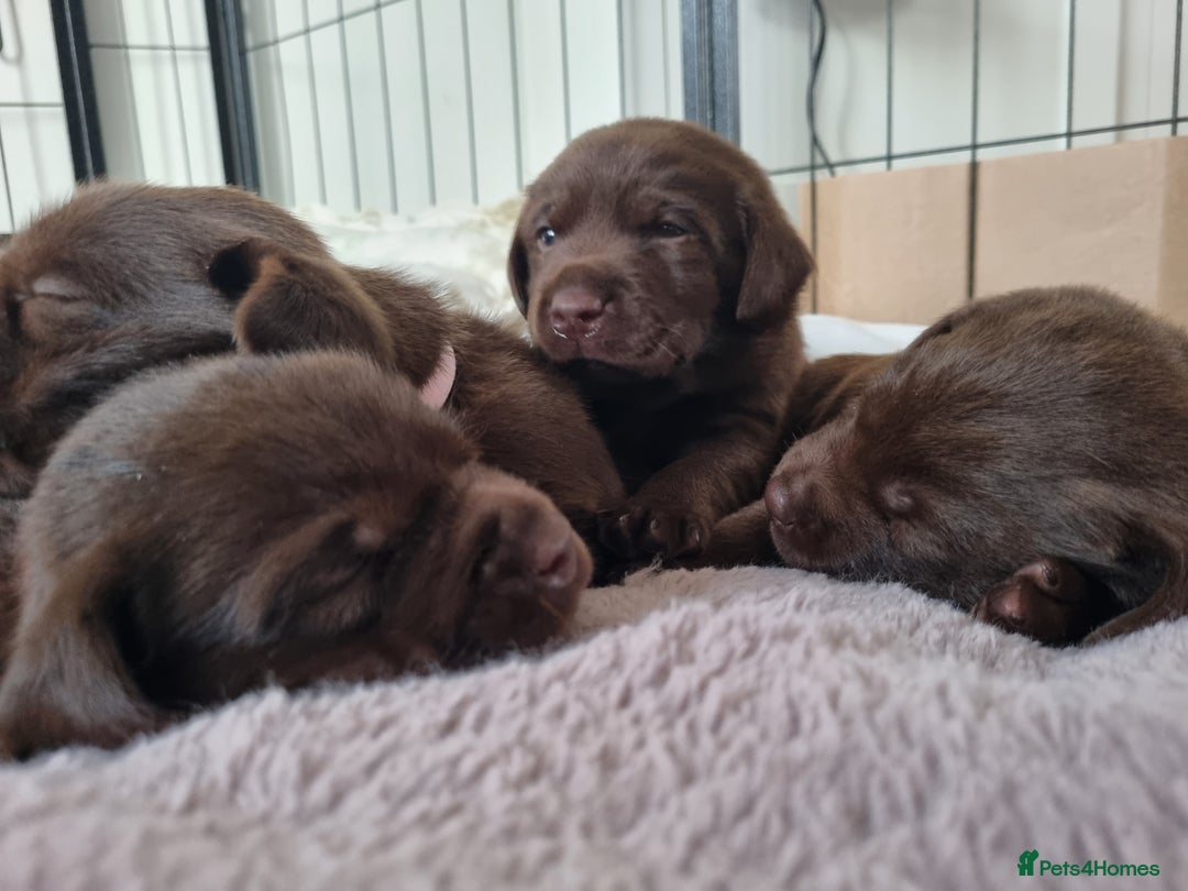 Labrador Retriever dogs for sale: Bundle of Chocolate Joy- Labrador Retrive Puppies - Image 15