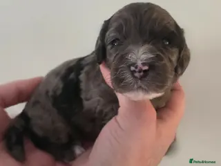 Cockapoo dogs Beautiful DNA clear Showtype F1 Cockerpoo's - Advert 15
