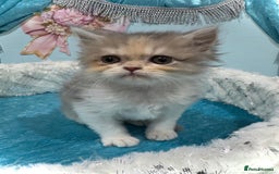 Persian cats for sale: Doll faces Persian ❌  - Image 11