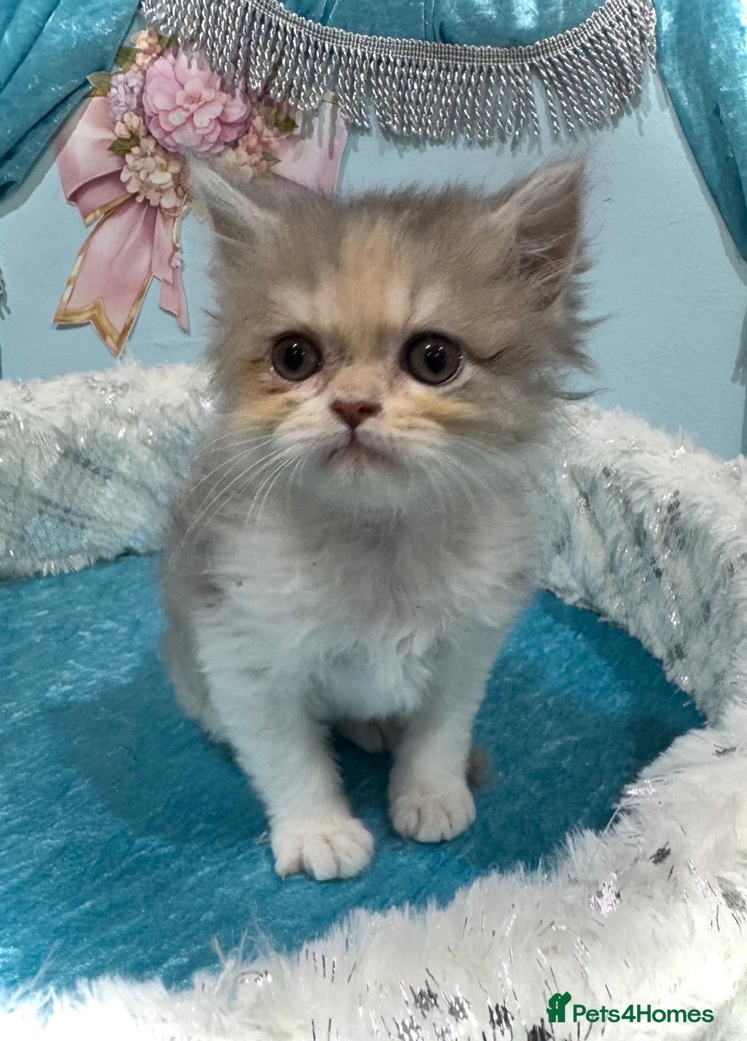 Persian cats for sale: Doll faces Persian ❌  - Image 11