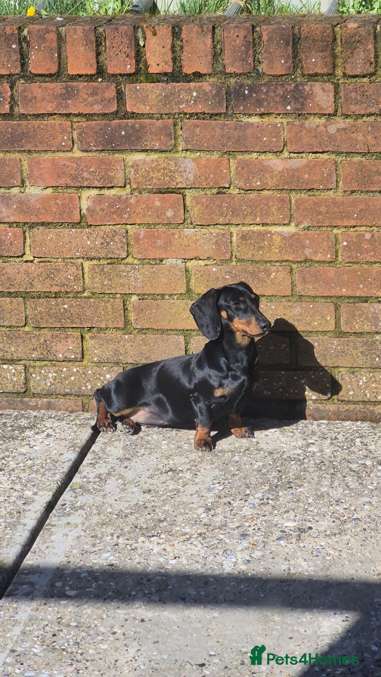 Dachshund dogs Dachshund girl - Advert 1