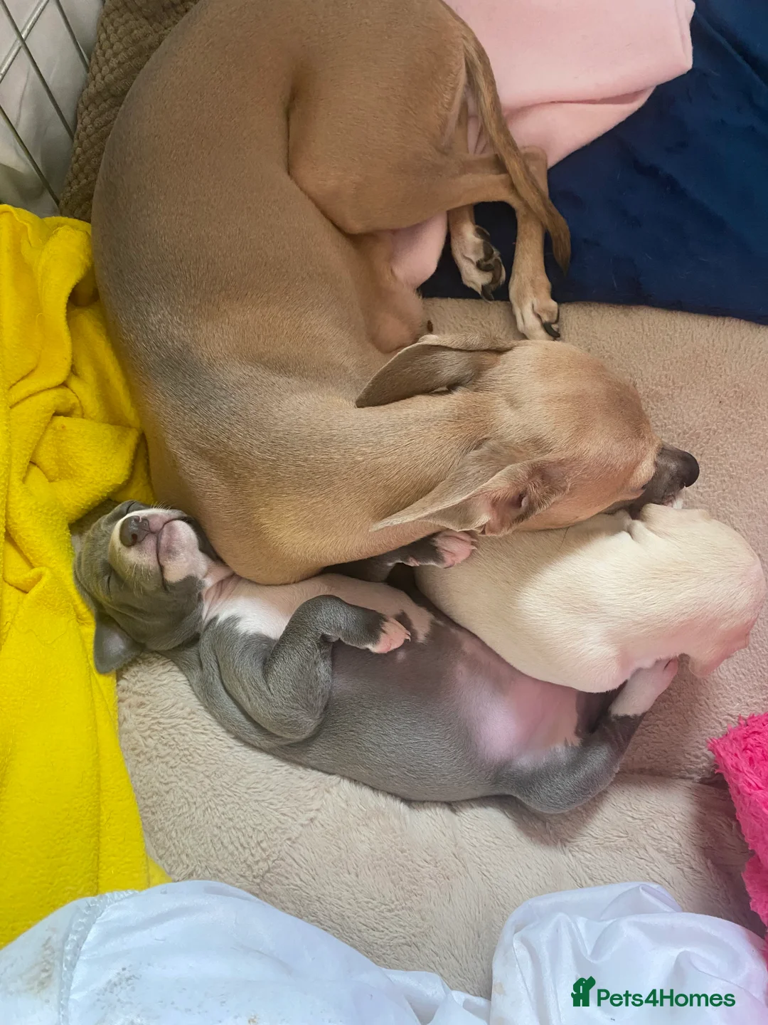 Italian Greyhound dogs for sale: 2 beautiful Italian Greyhound puppy boys  - Advert 2