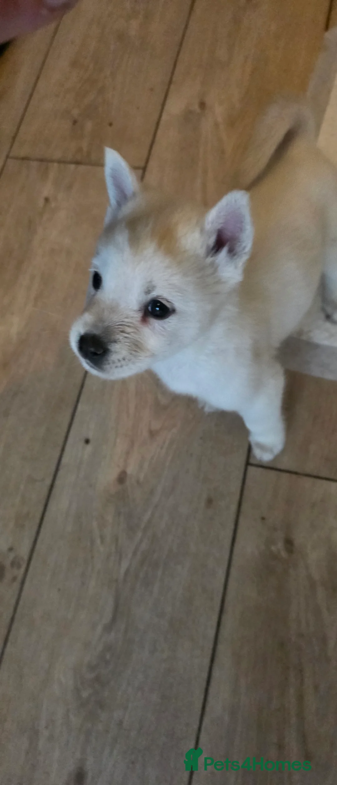 Mixed Breed dogs for sale: adorable male Chowski pup for sale - Advert 18