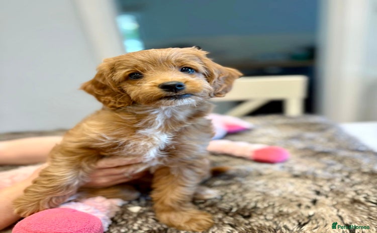Cockapoo dogs - Advert 1