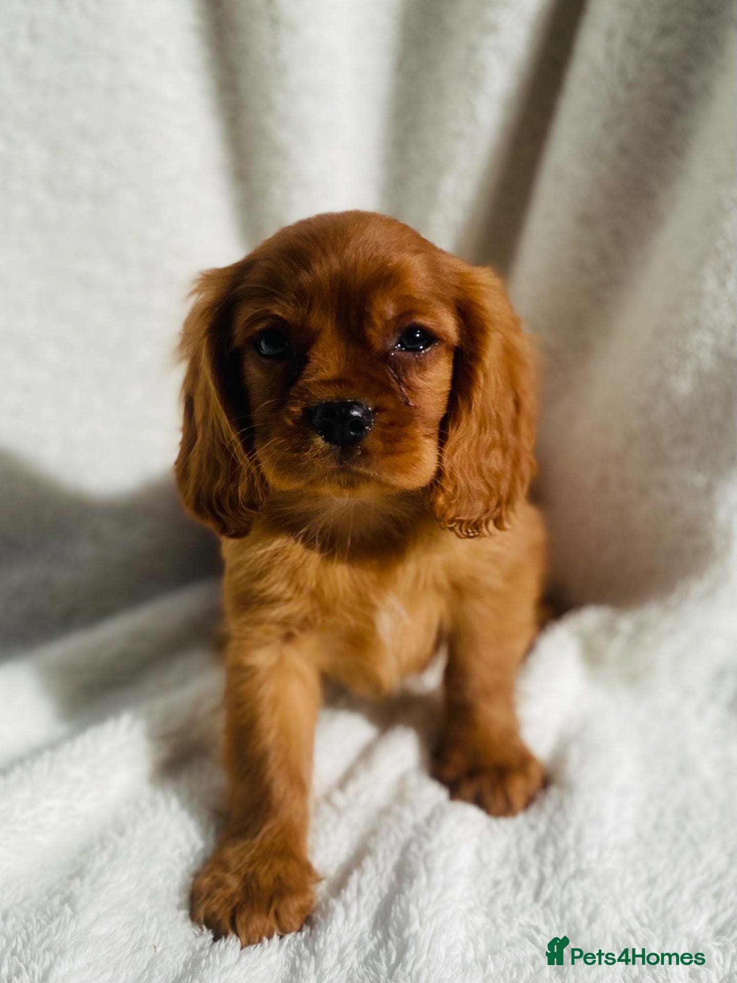 Cavalier King Charles Spaniel dogs Cavalier King Charles  - Advert 4