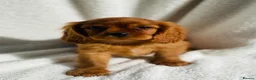 Cavalier King Charles Spaniel dogs for sale: Cavalier King Charles  - Advert 1