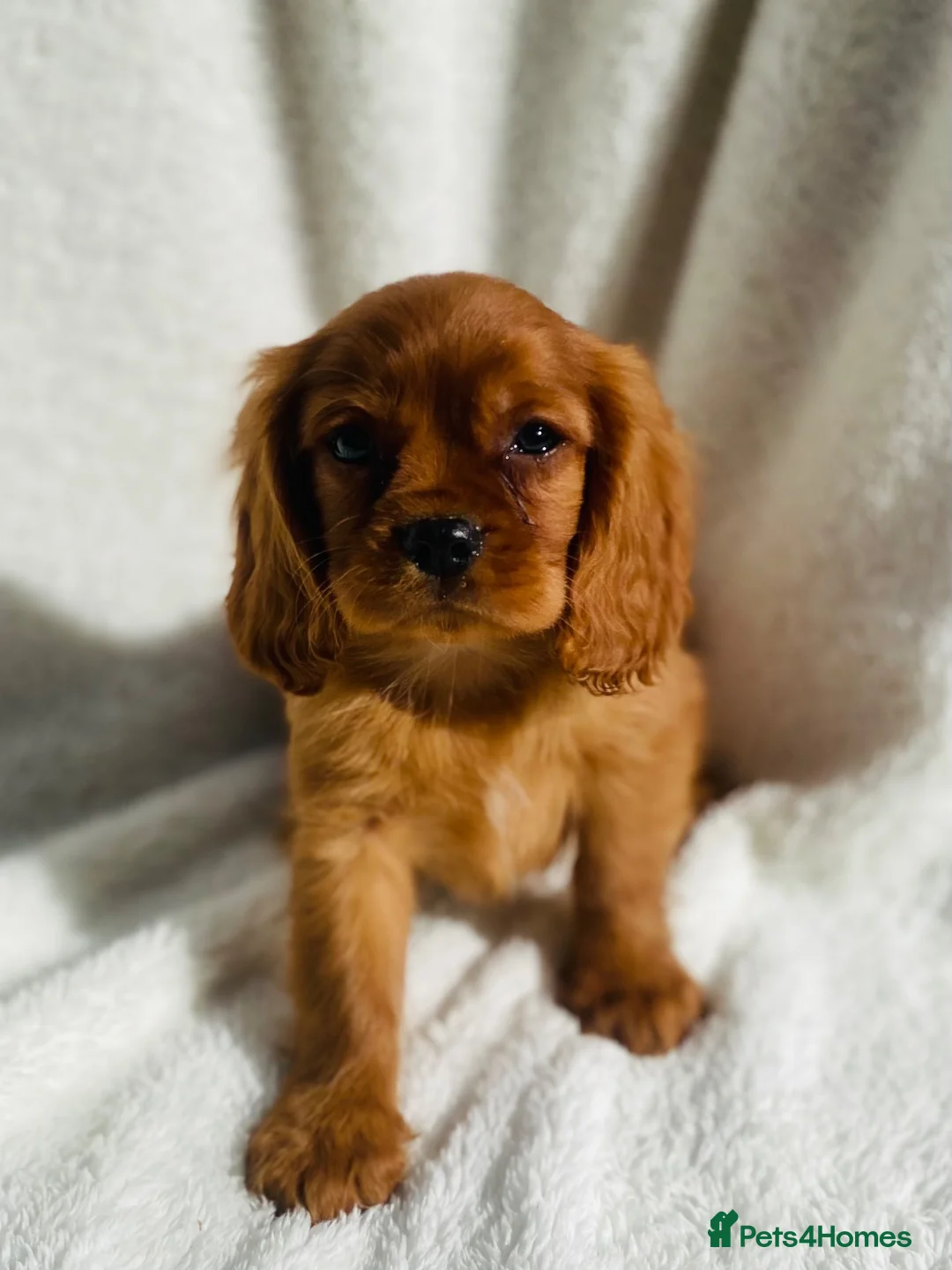 Cavalier King Charles Spaniel dogs for sale: Cavalier King Charles  - Advert 1