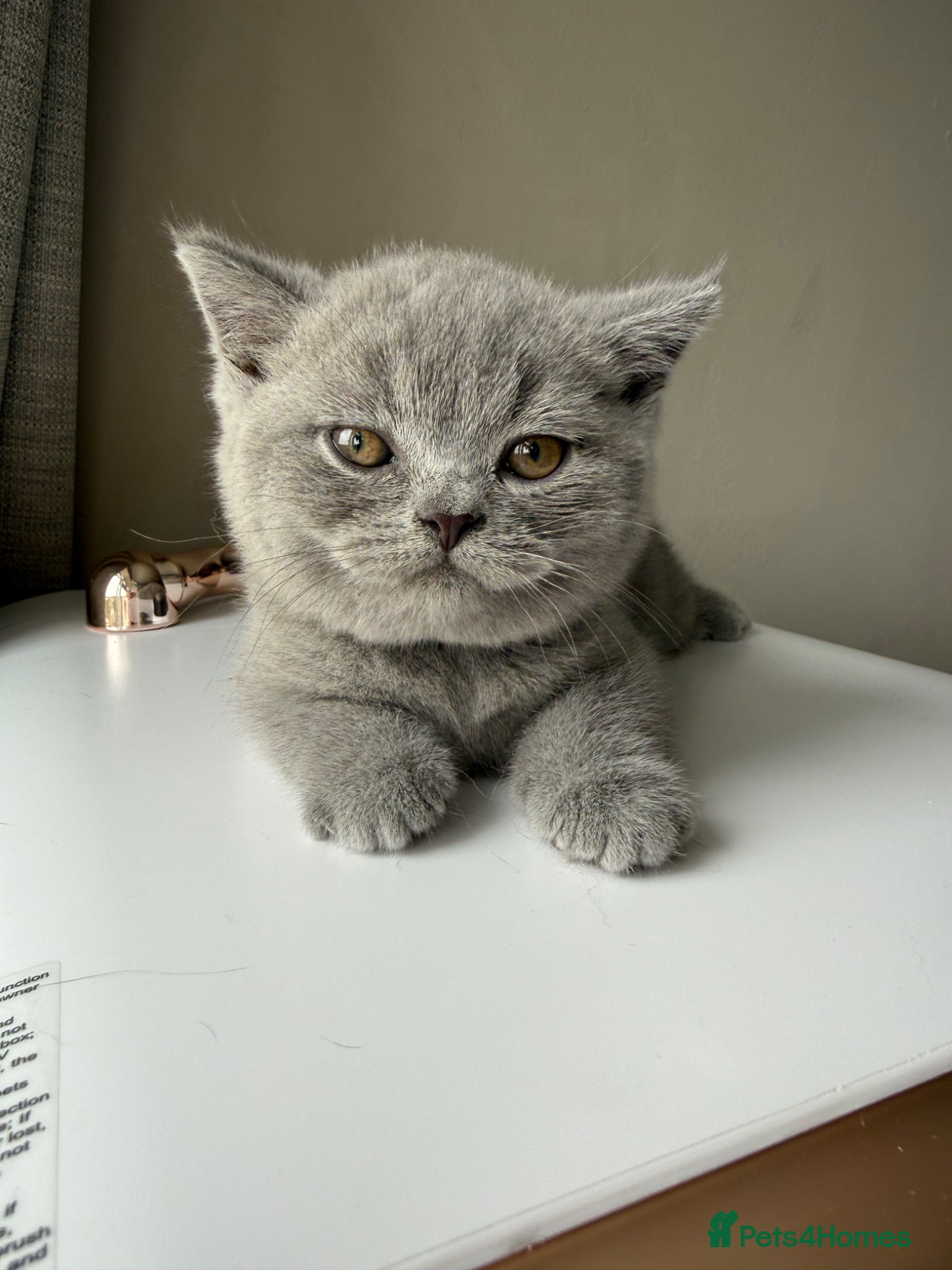 British Shorthair Kitten 8