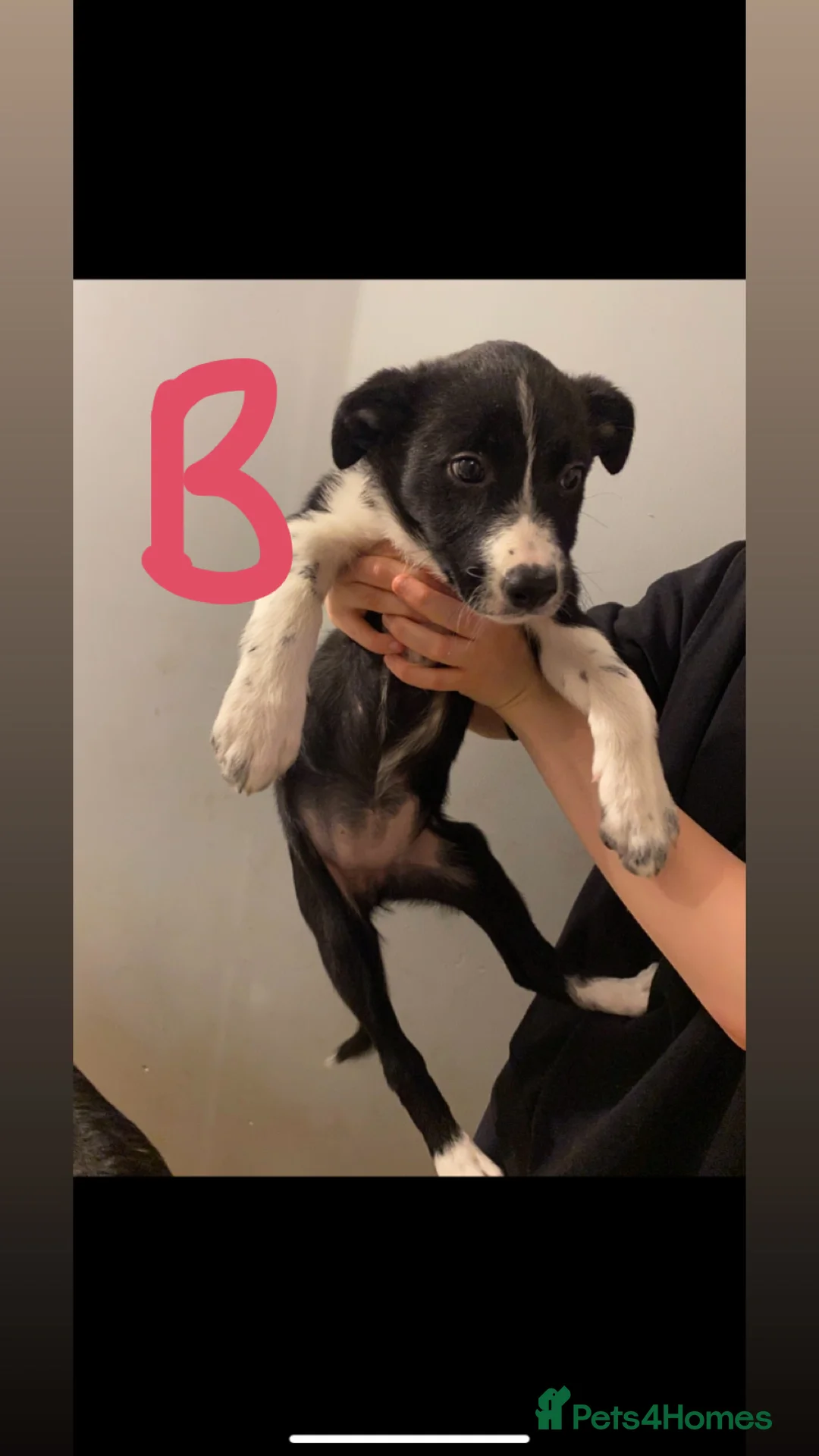 Border Collie dogs for sale: 4 border collie puppies £700! - Advert 5