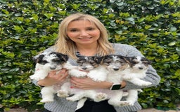 Fox Terrier dogs for sale: Adorable Wire Fox Terrier Puppies for Sale! - Image 4