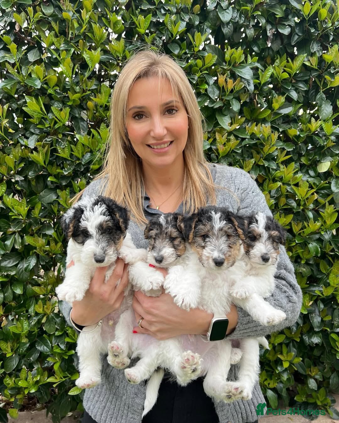 Fox Terrier dogs for sale: Adorable Wire Fox Terrier Puppies for Sale! - Image 4