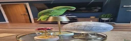 Parrots birds for sale: Talking Yellow naped amazon  - Advert 10