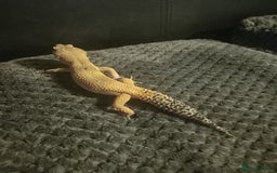 Gecko reptiles for sale: Leopard gecko  - Image 5