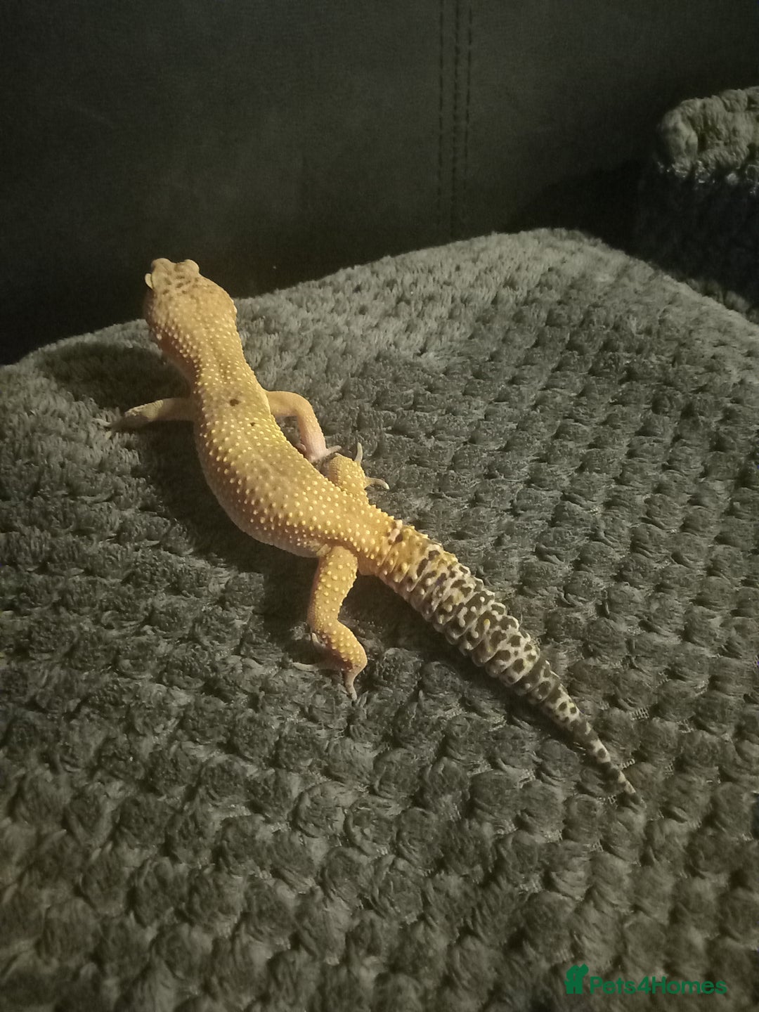 Gecko reptiles for sale: Leopard gecko  - Image 5