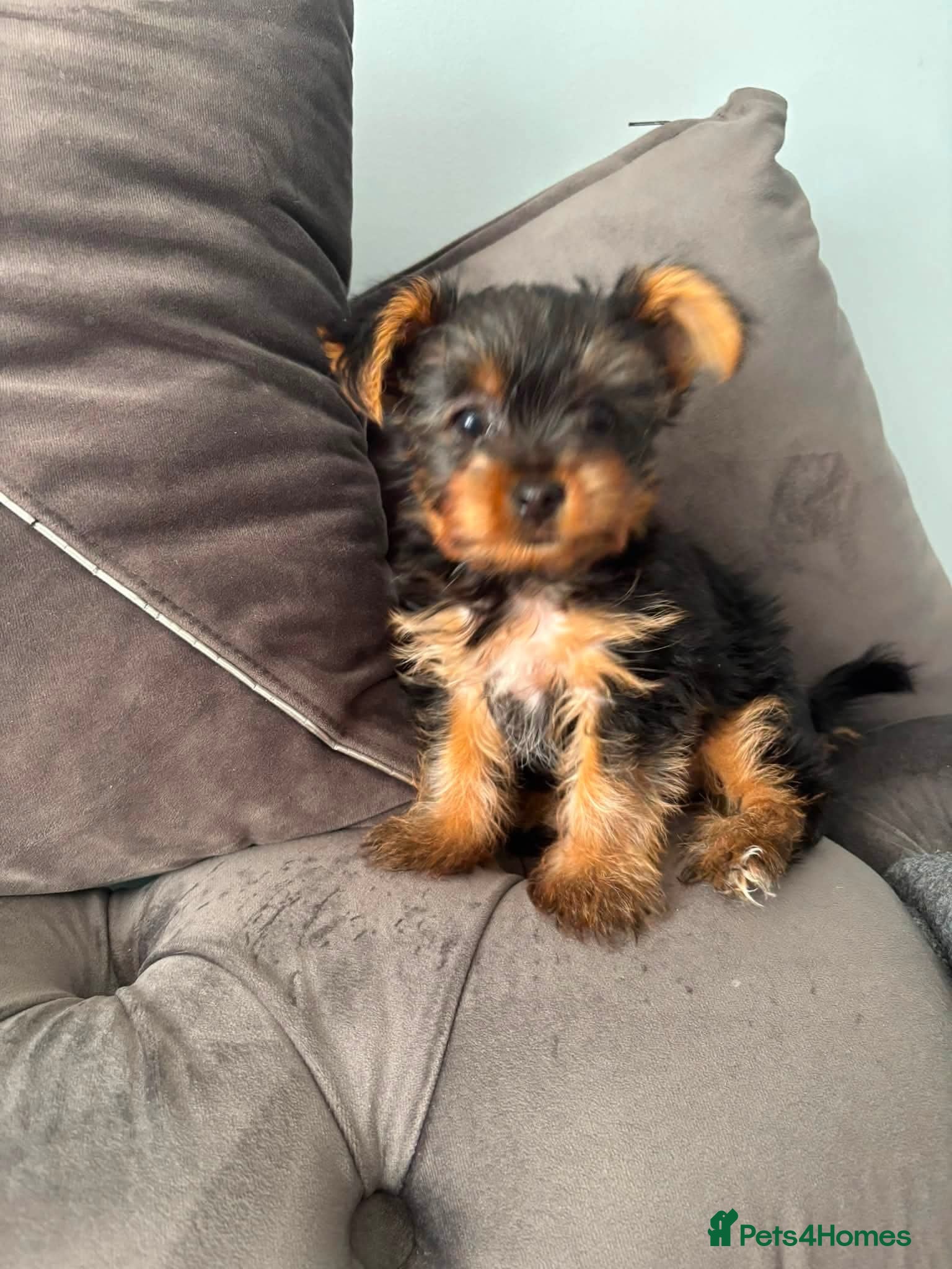 Yorkshire Terrier dogs Yorkshire terier mini - Advert 8