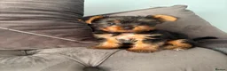 Yorkshire Terrier dogs for sale: Yorkshire terier mini - Advert 1