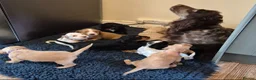 Cocker Spaniel dogs for sale: Beautiful litter of cocker spaniel puppies - Advert 1