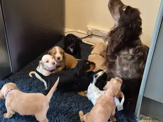Cocker Spaniel dogs Cocker spanial puppies JUST ONE BOY LEFT - Advert 1