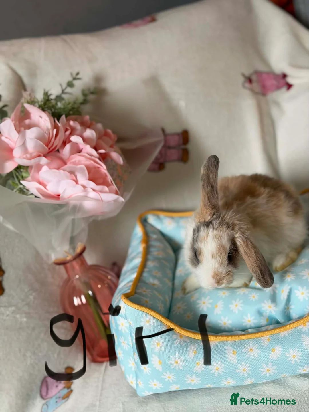 Mini Lop rabbits for sale: Minni lop - Advert 2