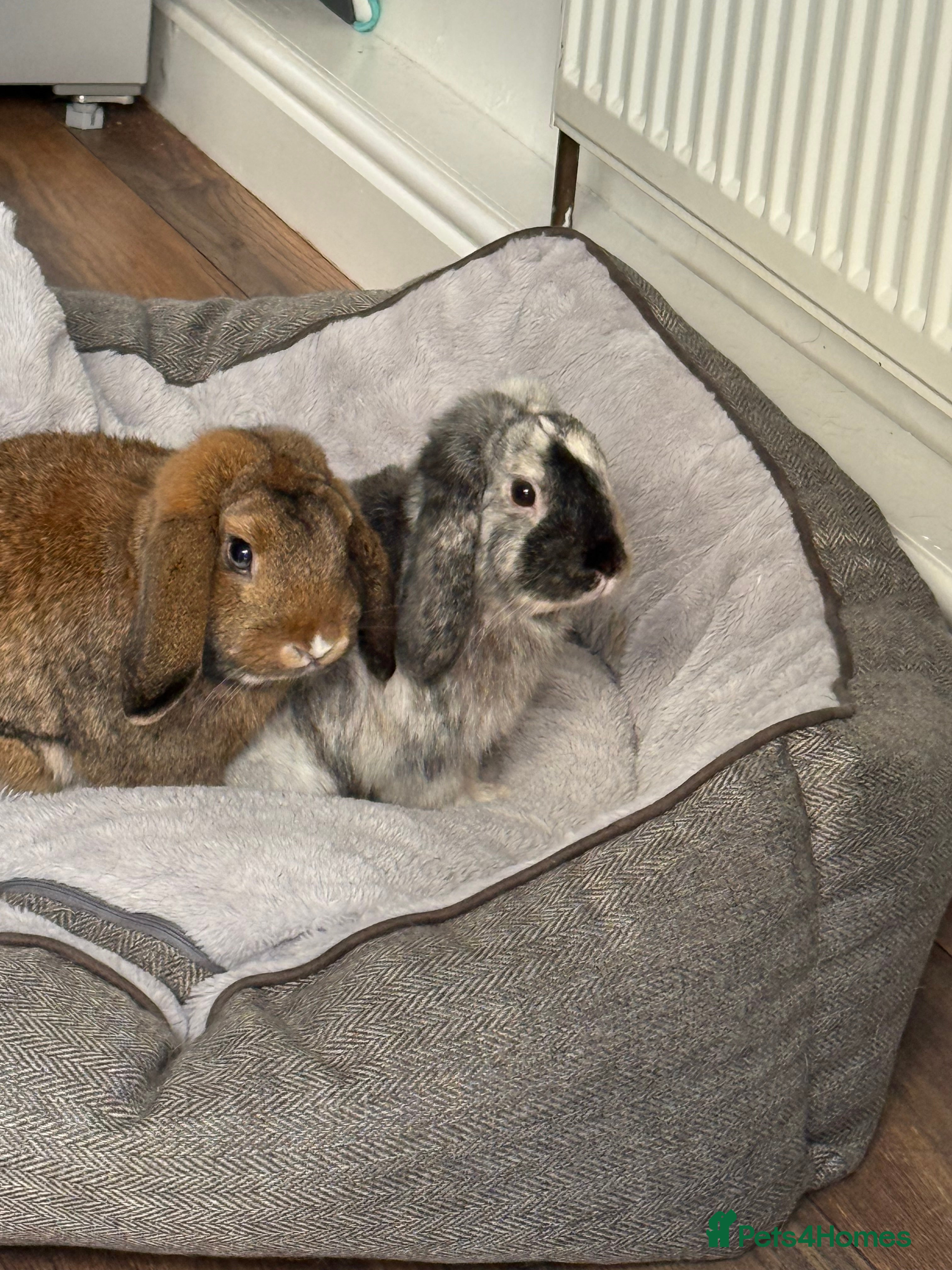 Mini Lop rabbits Two male rabbits  in Doncaster - Advert 1