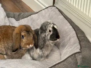 Mini Lop rabbits Two male rabbits in Doncaster - Advert 1