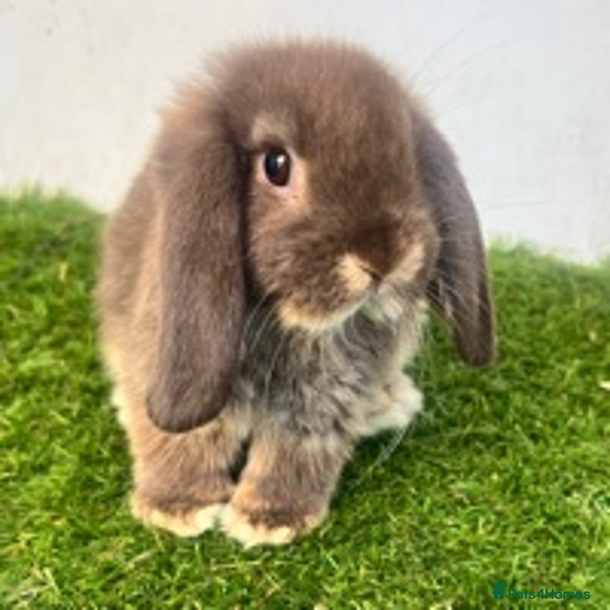 Pet Rabbit Uk Rabbits for sale | Pets4Homes