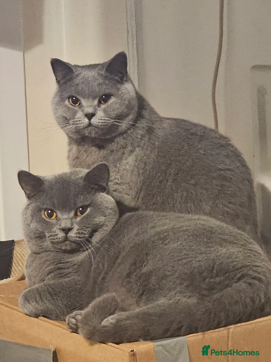 British Shorthair cats for stud: British short hair Bud the stud in London - Advert 9