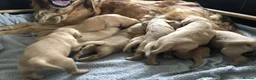 Golden Retriever dogs for sale: KC Reg Dark Red Golden Retriever-100% DNA Tested - Advert 3