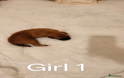 Mixed Breed dogs for sale: German Staffy Litter Available 12/10/25 - Image 16
