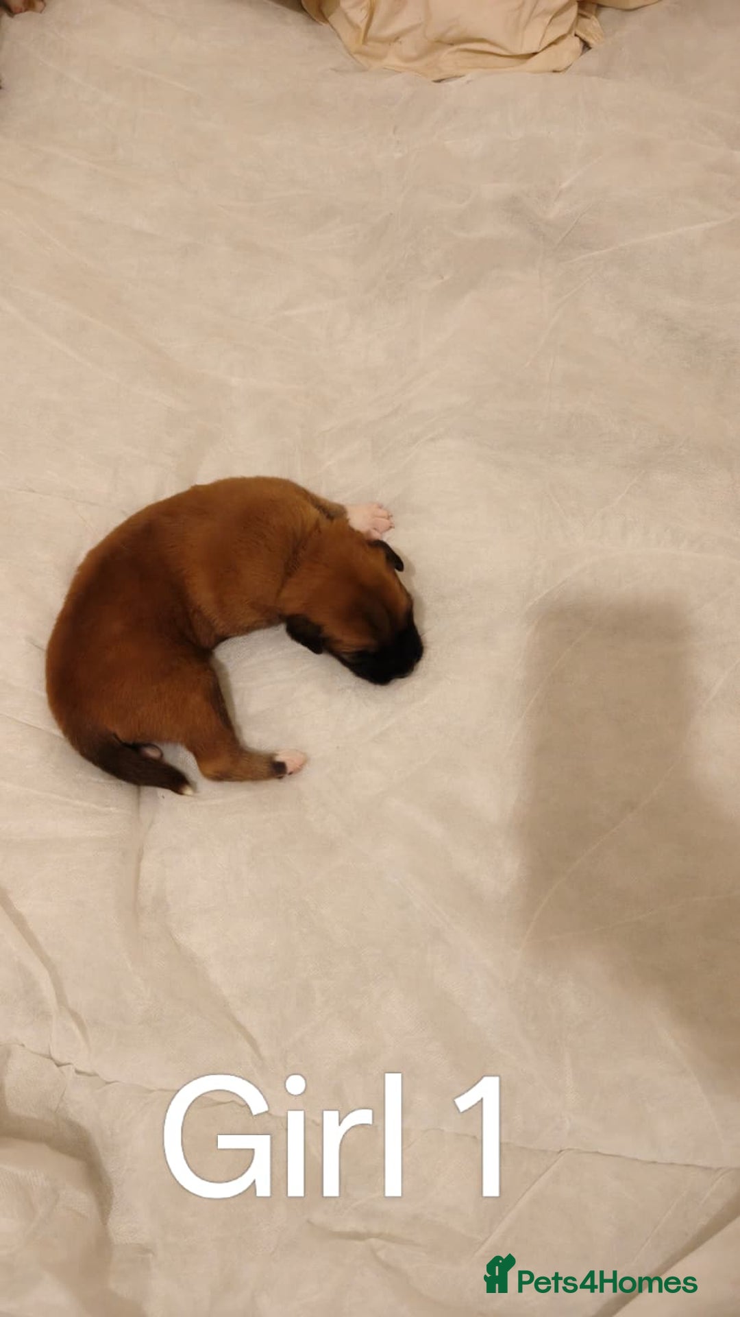 Mixed Breed dogs for sale: German Staffy Litter Available 12/10/25 - Image 16