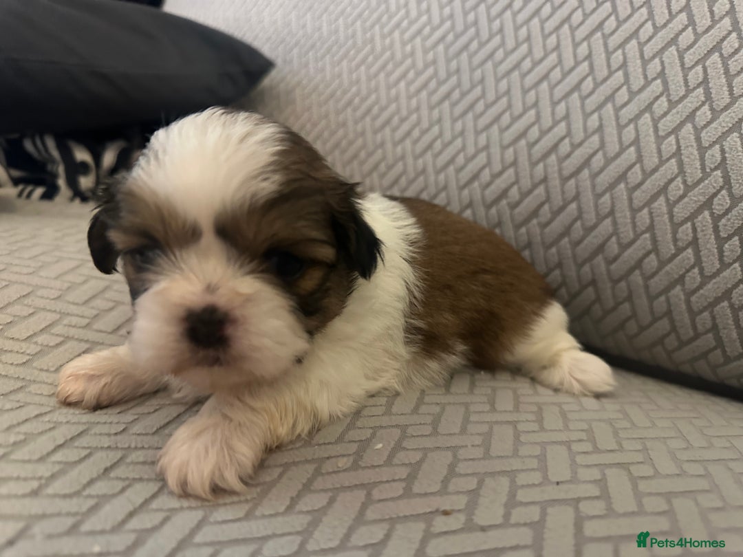 Shih Tzu dogs for sale: Beautiful Shih Zu Puppies  - Image 14