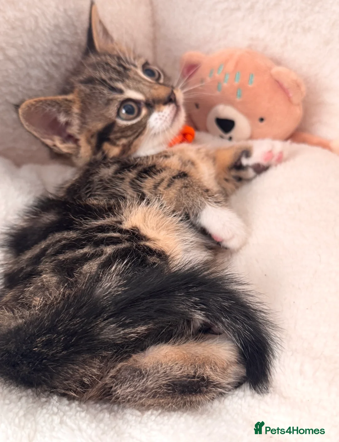 Mixed Breed cats for sale: Beautiful friendly well handled kittens - Advert 20