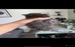 Maine Coon cats for sale: Maine coon x ragdoll kittens - Image 9