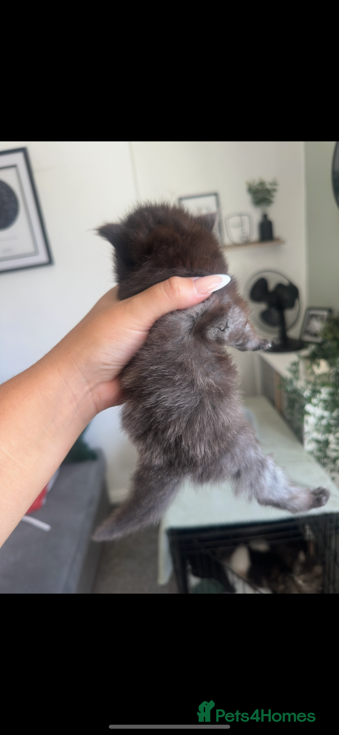 Maine Coon cats for sale: Maine coon x ragdoll kittens - Image 9