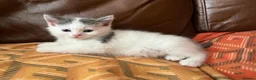 Persian cats for sale: Beautiful Persian Kittens  - Advert 15