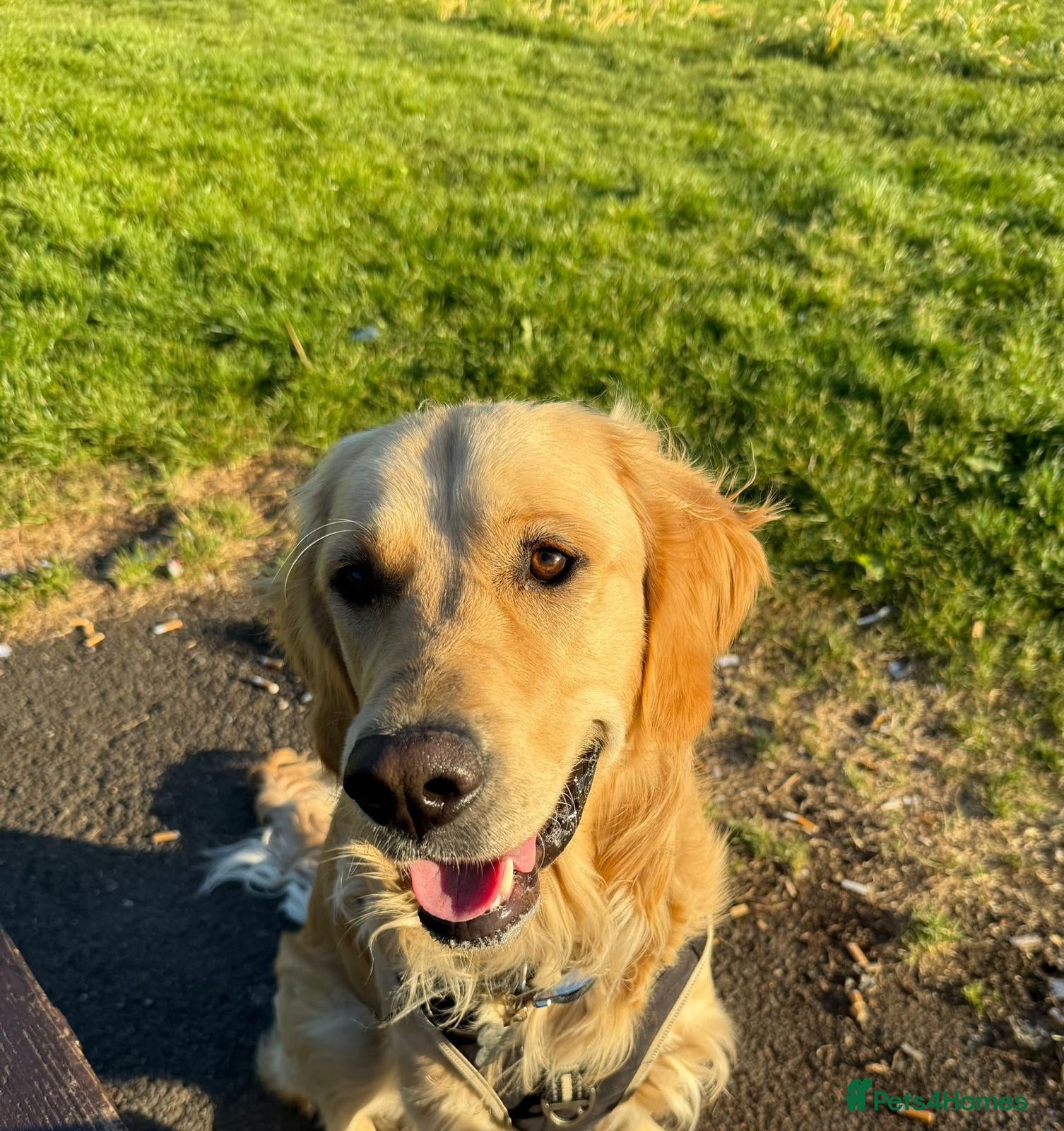 Golden Retriever dogs Benji — The Ladies’ Man - Advert 1