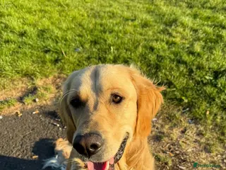 Golden Retriever dogs Benji — The Ladies’ Man - Advert 1