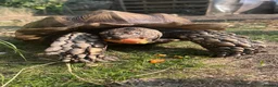 Tortoise reptiles for sale: 10 year old male sulcata tortoise  - Advert 10