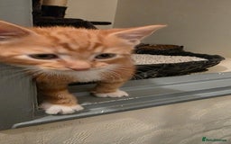 Domestic Shorthair cats for sale: Gorgeous Male Kitten - Image 4