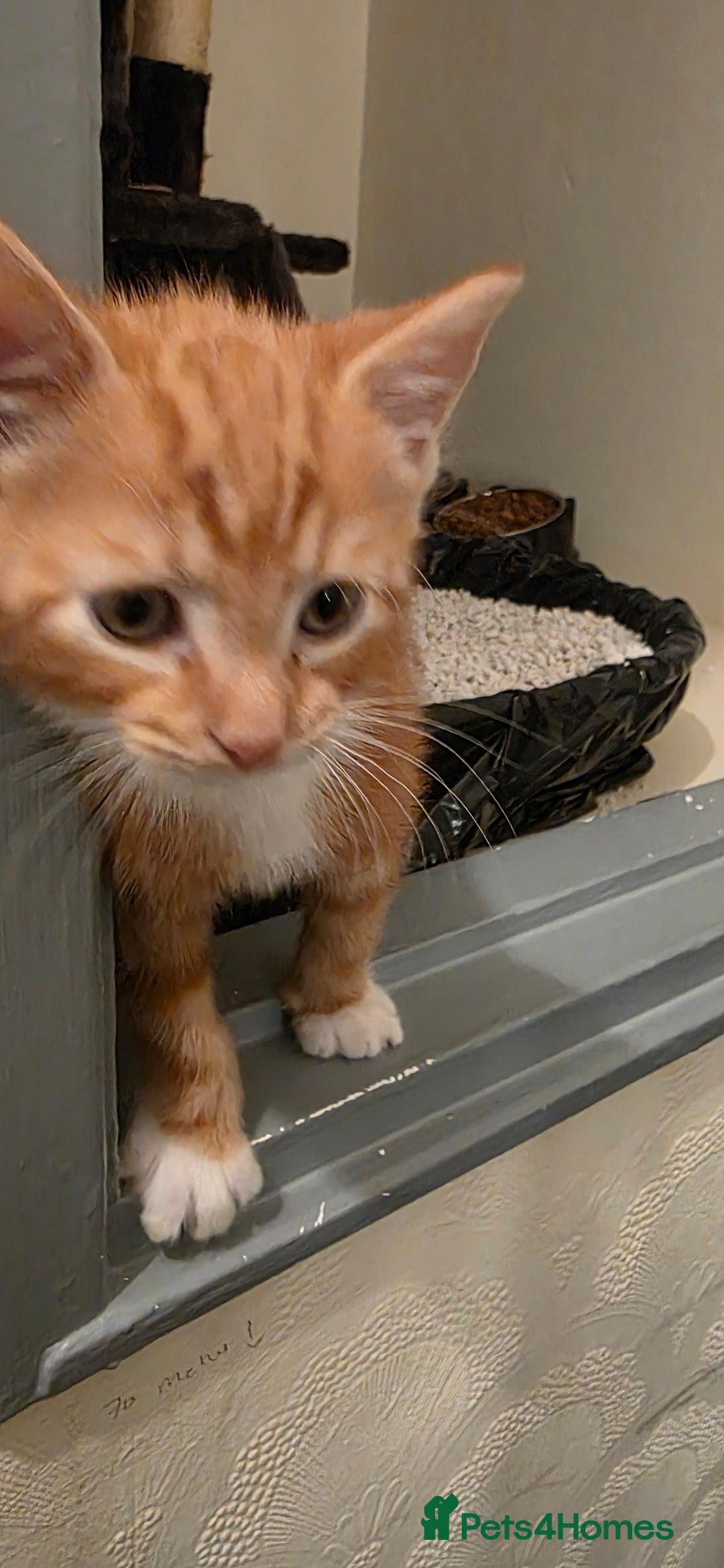 Domestic Shorthair cats for sale: Gorgeous Male Kitten - Image 4