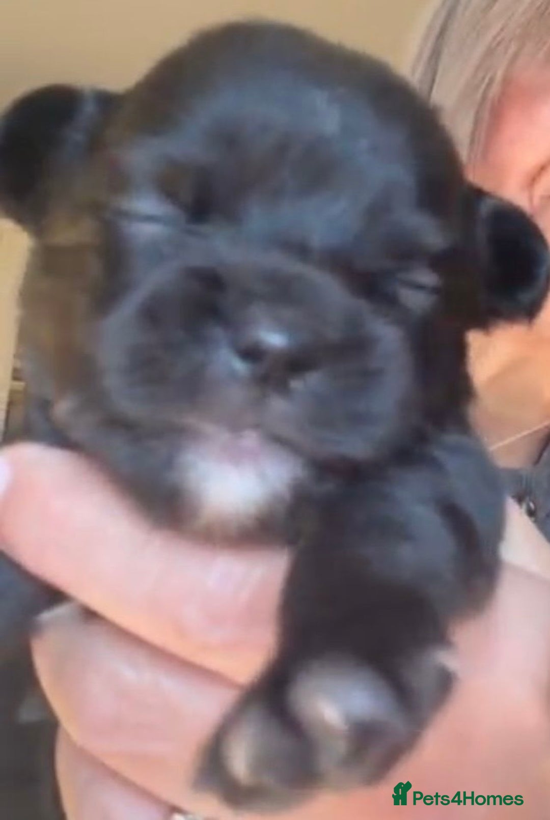 Pomchi dogs for sale: Beautiful litter of Pomchi - Advert 3