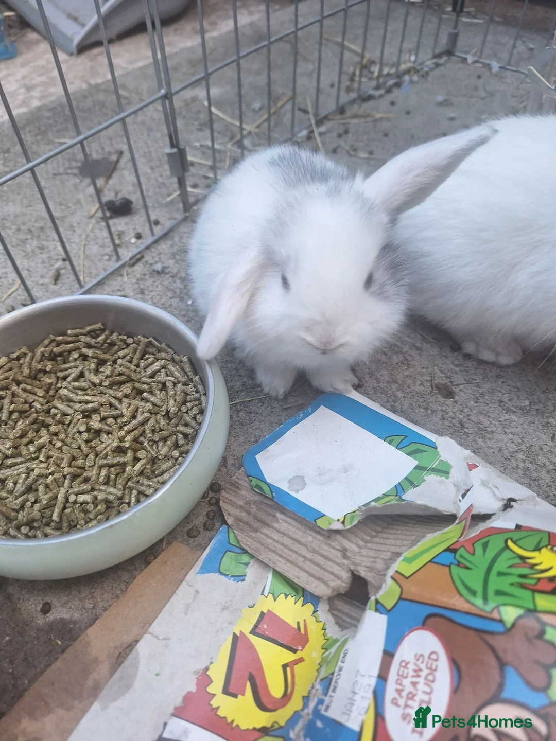 Mini Lop rabbits for sale: Mini lop babies  in Chesterfield - Advert 10