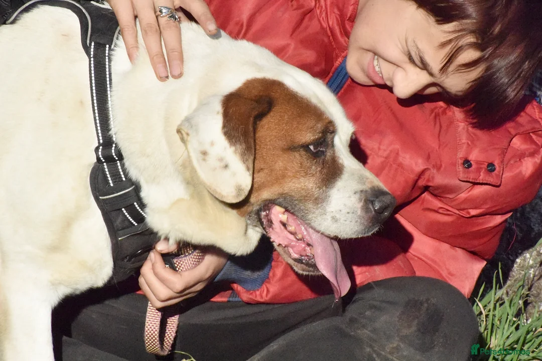 Mixed Breed dogs for adoption: Pirata - Advert 11